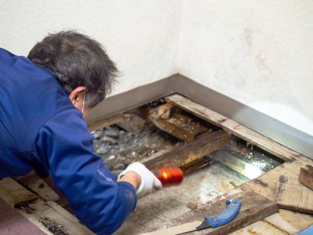 Best Toxic Mold Removal  in Blue Ridge, AL