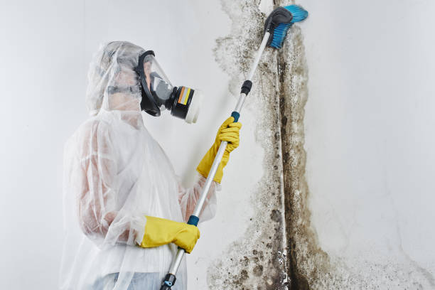 Best Emergency Mold Removal  in Blue Ridge, AL