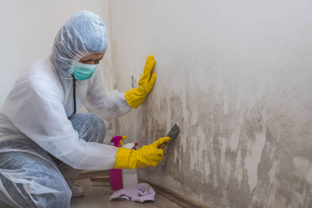 Best Black Mold Removal  in Blue Ridge, AL