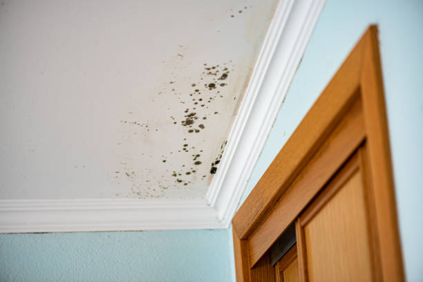 Best Mold Removal Company Near Me  in Blue Ridge, AL