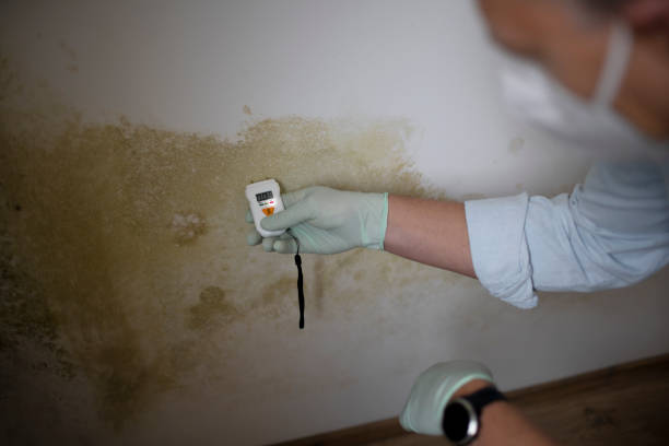 Best Attic Mold Removal  in Blue Ridge, AL