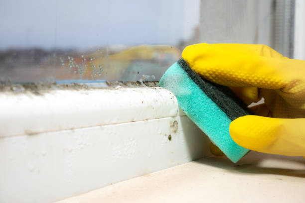 Best Home Mold Removal  in Blue Ridge, AL