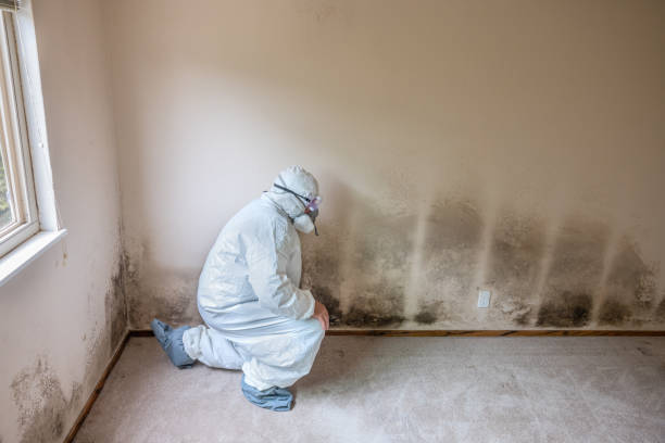 Best Same-Day Mold Removal  in Blue Ridge, AL