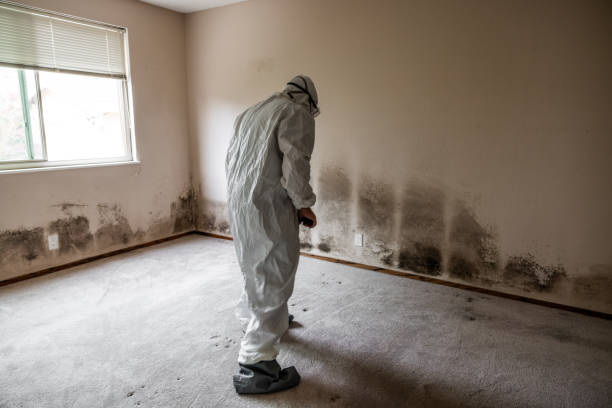 Crawl Space Mold Removal in Blue Ridge, AL
